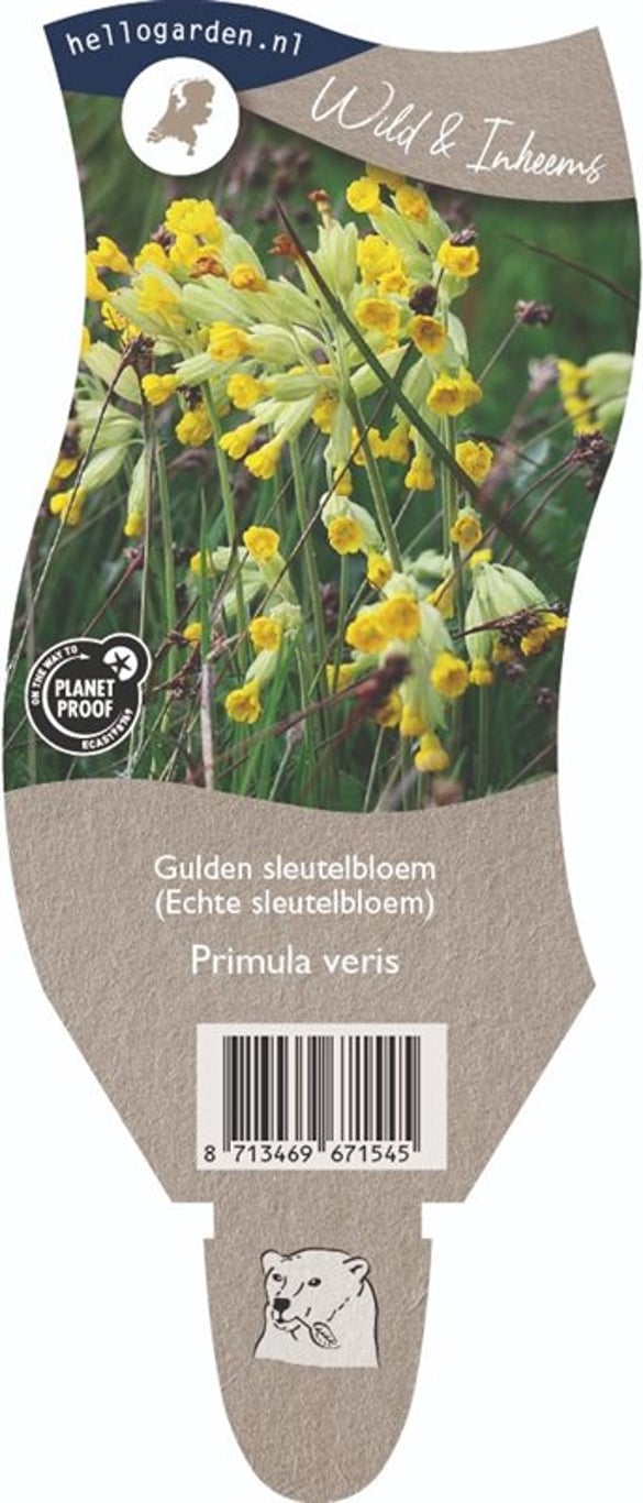 Primula veris - P11